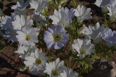 Nolana baccata