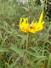 Helianthus × multiflorus