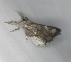Masca abactalis