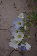 Nolana baccata