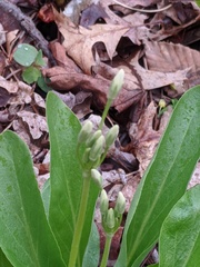 Primula meadia