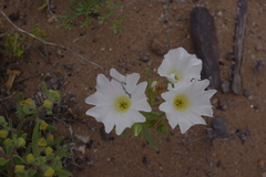 Nolana baccata