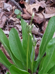 Primula meadia