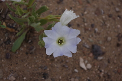 Nolana baccata