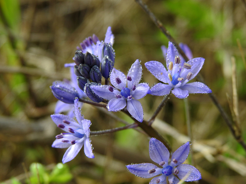 Single-Leaved Squill