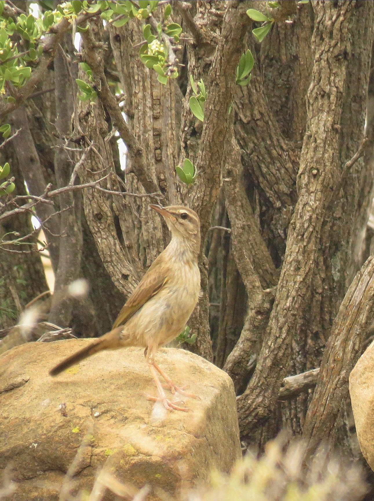 African Rock Pipit (Anthus crenatus), photo 10