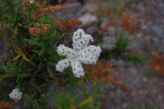 Heliotropium sinuatum