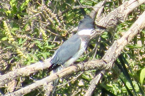Belted Kingfisher photographed in Arizona