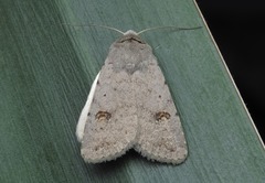 Caradrina kadenii