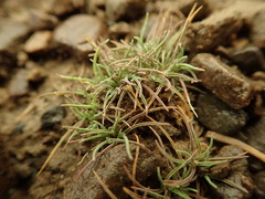 Agrostis muscosa