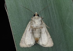 Caradrina kadenii