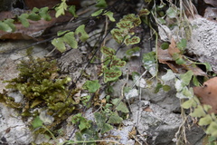 Asplenium trichomanes hastatum