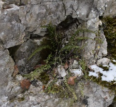 Asplenium trichomanes hastatum
