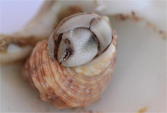 Coenobita scaevola