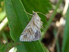 Cynaeda dentalis