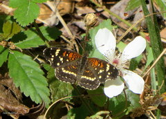 Anthanassa texana seminole