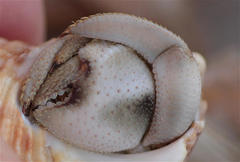 Coenobita scaevola