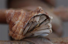 Coenobita scaevola