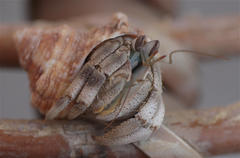 Coenobita scaevola
