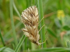 Cynaeda dentalis