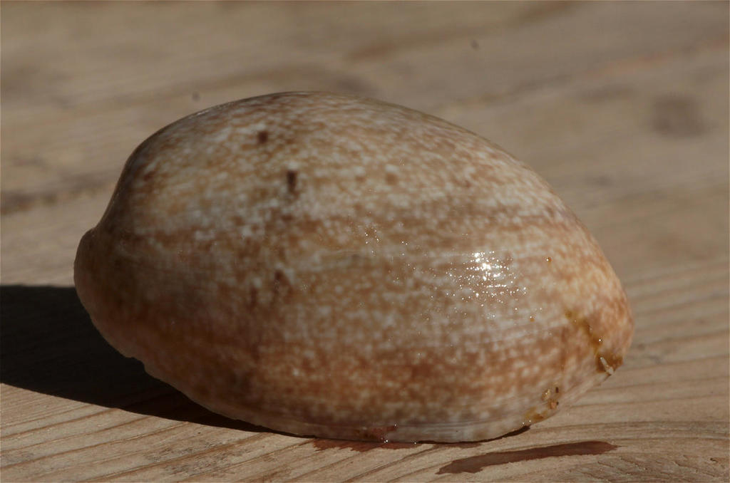 Ampulle bubble