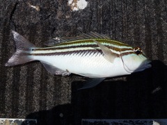Scaevius milii