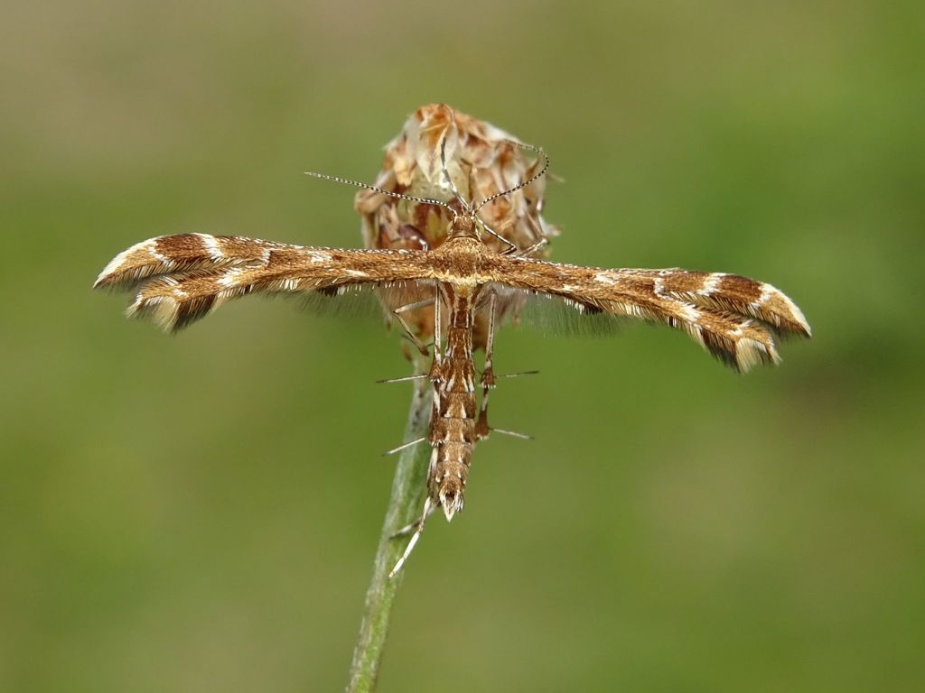 Hieracium plume moth