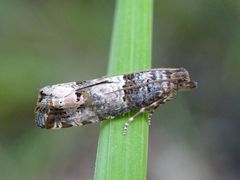 Notocelia incarnatana