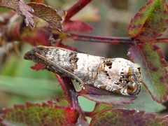 Notocelia incarnatana