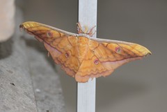 Antheraea frithi