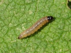 Nothris verbascella