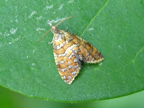 Yellow-spot Tortrix, 4326 Noordwelle, Nederland, photo 9 of 10