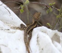 Stenocercus iridescens