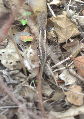 Stenocercus iridescens