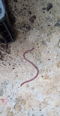 Leptotyphlopidae