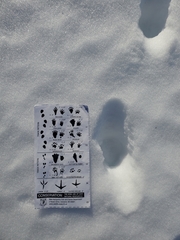 Mephitis mephitis nigra