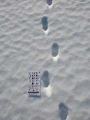 Mephitis mephitis nigra