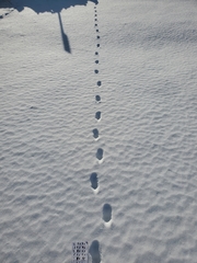 Mephitis mephitis nigra