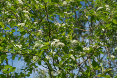 Crataegus gaylussacia