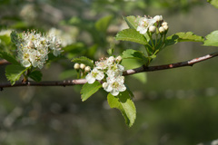 Crataegus gaylussacia