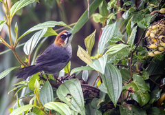 Apurimac Brush-Finch photo 3