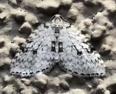 Venusia duodecemlineata