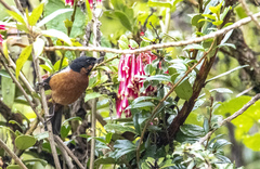 Diglossa brunneiventris