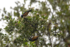 Conirostrum sitticolor