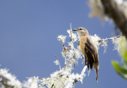 Rufous-bellied Bush Tyrant (Myiotheretes fuscorufus), photo 8