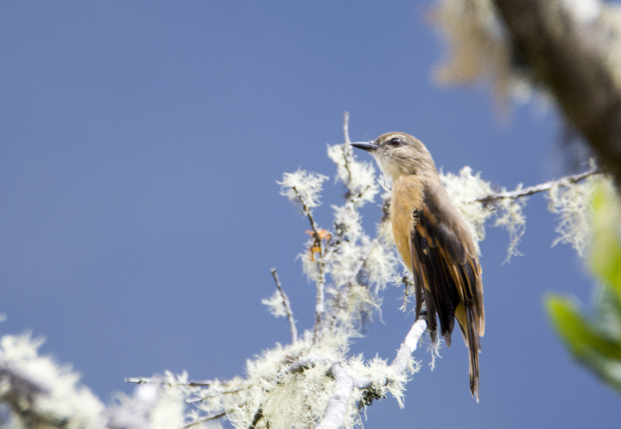 Rufous-bellied Bush Tyrant (Myiotheretes fuscorufus), photo 7