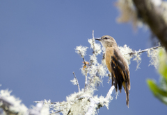 Myiotheretes fuscorufus