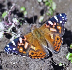 Vanessa altissima