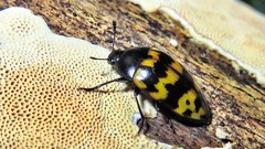 Iphiclus abdominalis