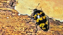 Iphiclus abdominalis